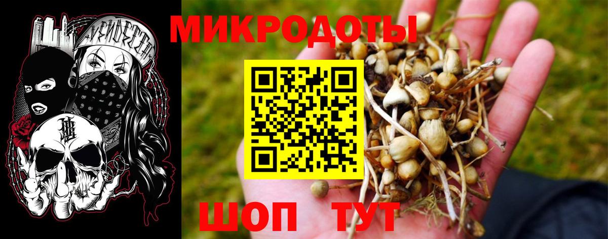 Псилоцибиновые грибы Psilocybe Ипатово